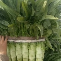 香莴苣