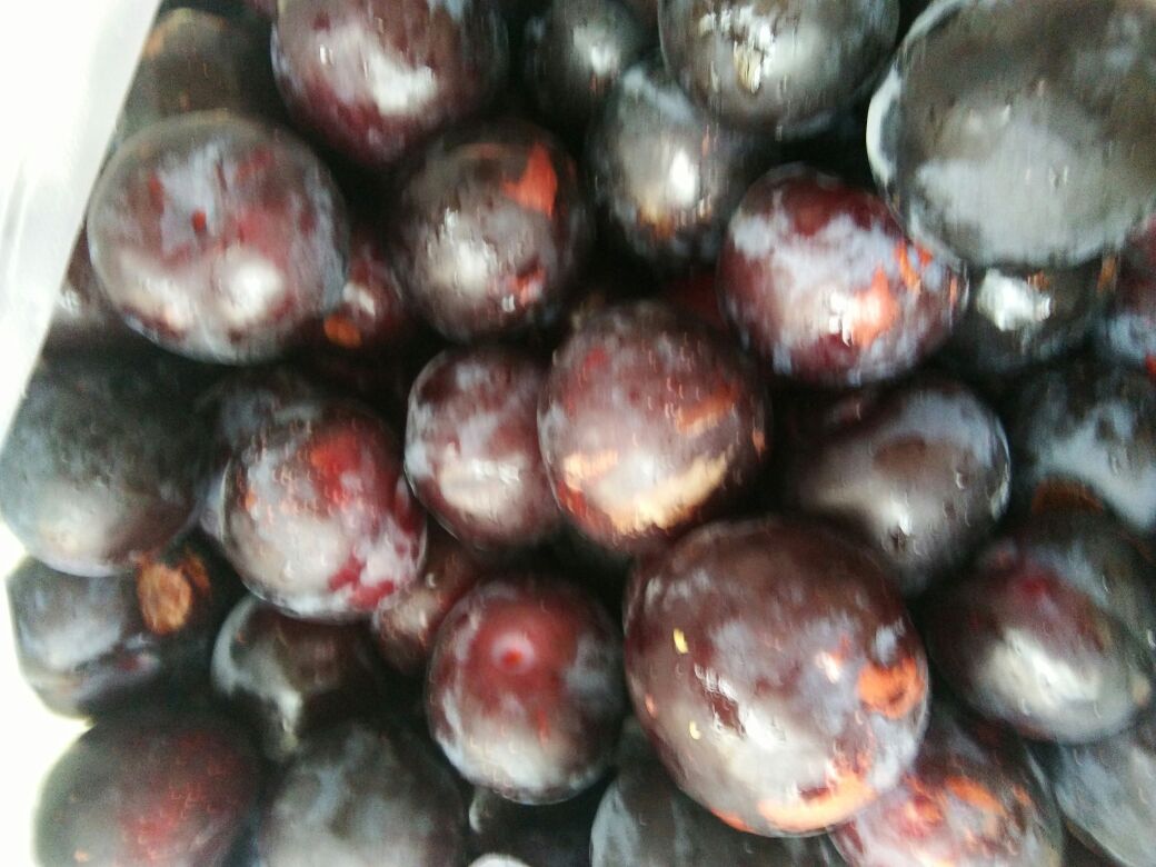 展示果蒂新鲜与枯萎的黑布林李子对比 黑布林李子果蒂对比图