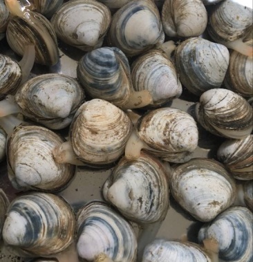 本地白蛤 蛤蜊 鲜活 满壳肉