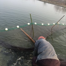 黄尾鯝，属于底层鱼🐟，个体不大易养