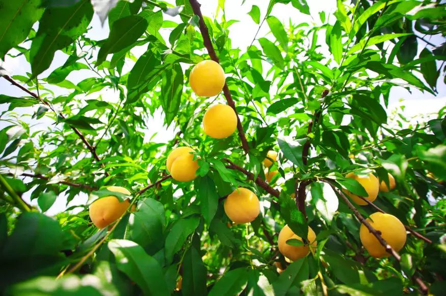 炎陵黄桃果园实景图