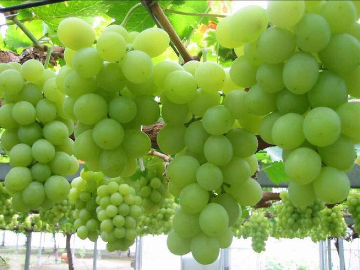 维多利亚葡萄果园实景,展示成熟果实挂满枝头的丰收景象 维多利亚葡萄成串挂在藤蔓上,果粒饱满呈金黄色,在阳光照射下晶莹剔透,背景为整齐排列的葡萄架和绿色田园风光