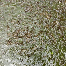 本地塘角鱼,一年半三至四两
