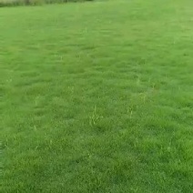 草皮，草块，草卷，马尼拉草，台湾草，百慕大草