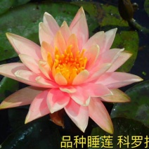 睡莲10cm以下