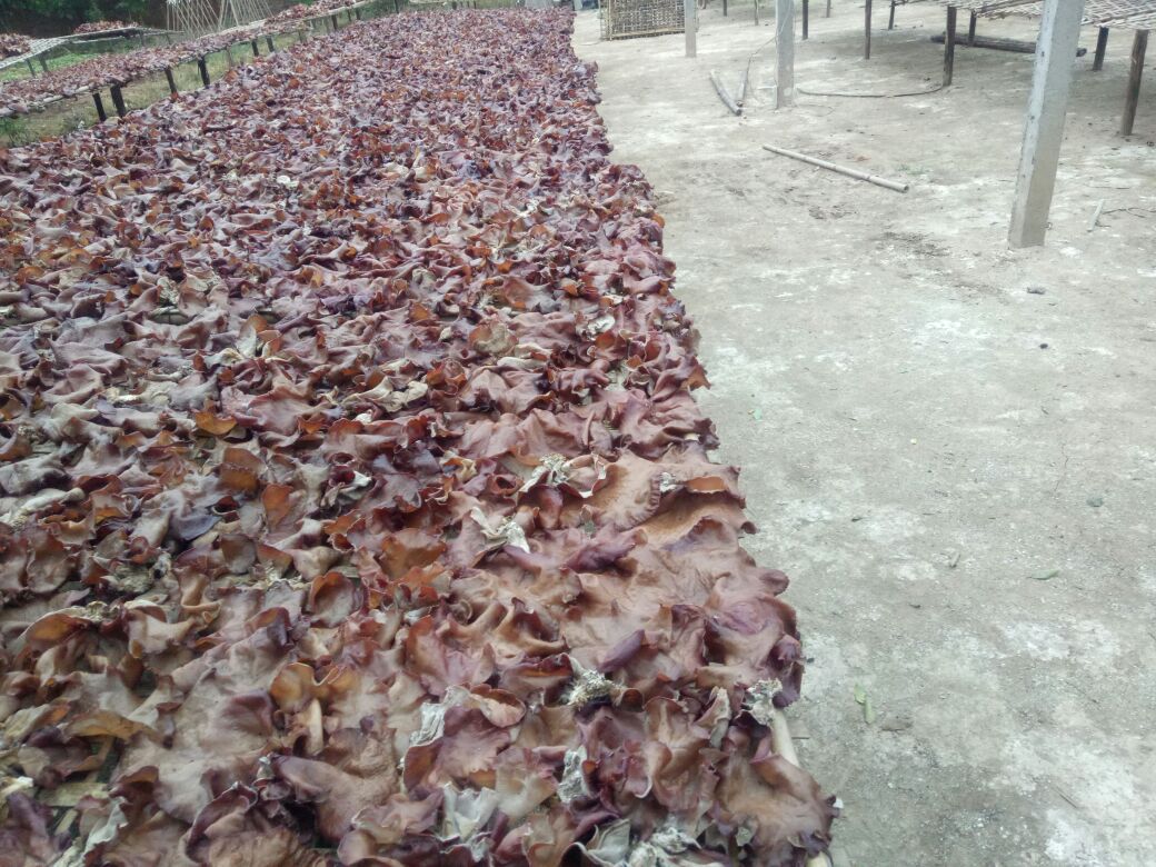 一名经验丰富的毛木耳收购商正在福建古田县某村级收购点使用便携式水分仪检测刚收来的干品毛木耳,身后是按等级分区堆放的麻袋,标签清晰标注‘特级(朵厚≥1.8mm,无虫蛀)’‘一级(允许≤3%碎耳)’,地面铺设防潮垫并安装小型除湿机,体现专业化分级操作流程 毛木耳收购商在产地分拣现场作业场景