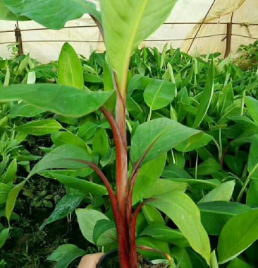 红香蕉苗,可视频看苗,支付线上交易 产地直销