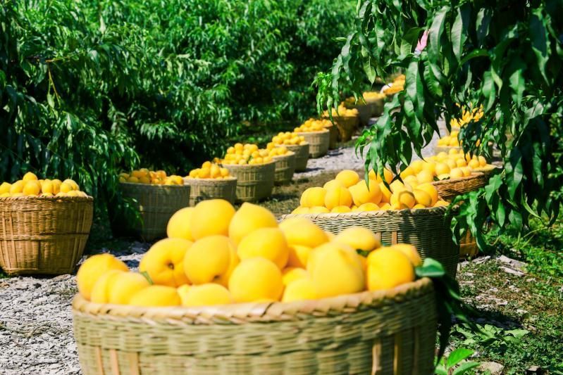 炎陵黄桃果农包装现场