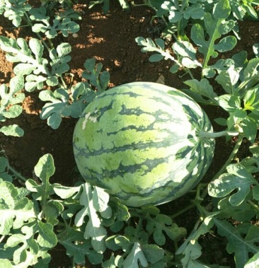 [西瓜批发]园花瓜价格0.50元/斤 - 一亩田