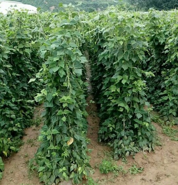 架豆王豆角无丝豆20里米