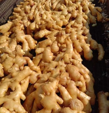 山东特产生姜小黄姜大宗批发专业代存入库货源充足对接商超