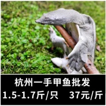1.5～1.7斤甲鱼中华鳖一手日销一万斤