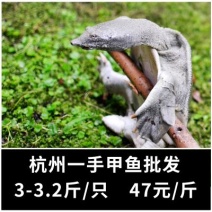 3-3.5斤甲鱼中华鳖一手日销一万斤