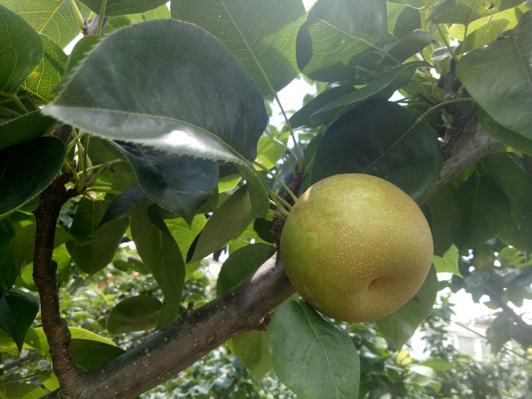 成熟的花盖梨挂在枝头,果皮呈黄绿色,表面光滑无锈斑,果形圆整,萼洼处有明显五棱突起,背景为清晨露水未干的梨园环境 花盖梨成熟果实特写