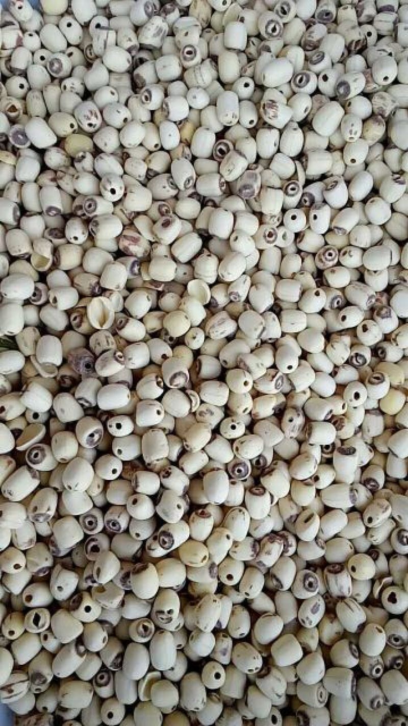 泰莲子小白莲磨皮去芯带芯泰莲,量大价可优