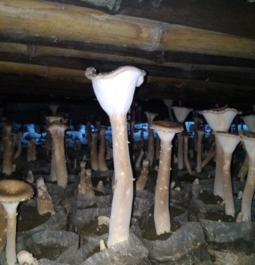 成都新鲜猪肚菇自产自销