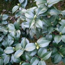 大量批发零售茶花茶梅