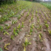 白芨苗，白芨果夹出售