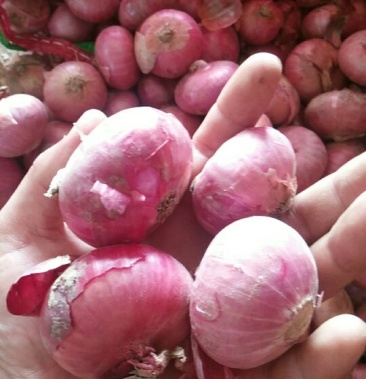 二红缅甸小洋葱3--5厘米