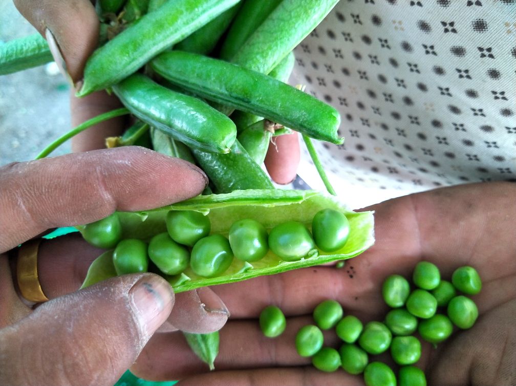 豌豆成熟豆荚与种子展示