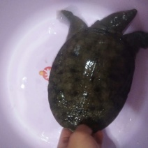 苏北黑花黑底野生甲鱼
