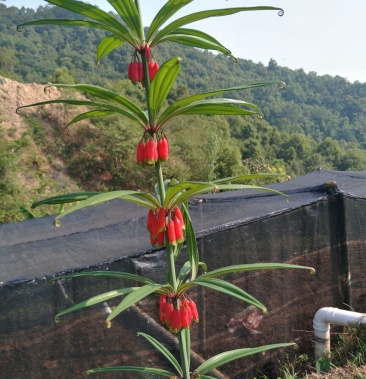 1云南纯正红花滇黄精种苗人工育苗好管理易成活