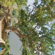 大型石榴树盆栽，石榴树盆景