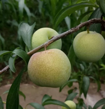 李子 云南昭通市绥江半边红李子产地直售,农户自售