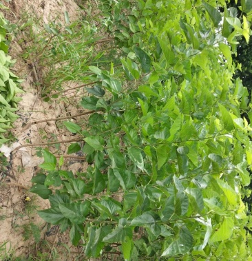 大量出售黑珍珠桑葚树苗