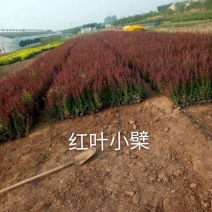 紫叶小檗