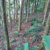 沉香树