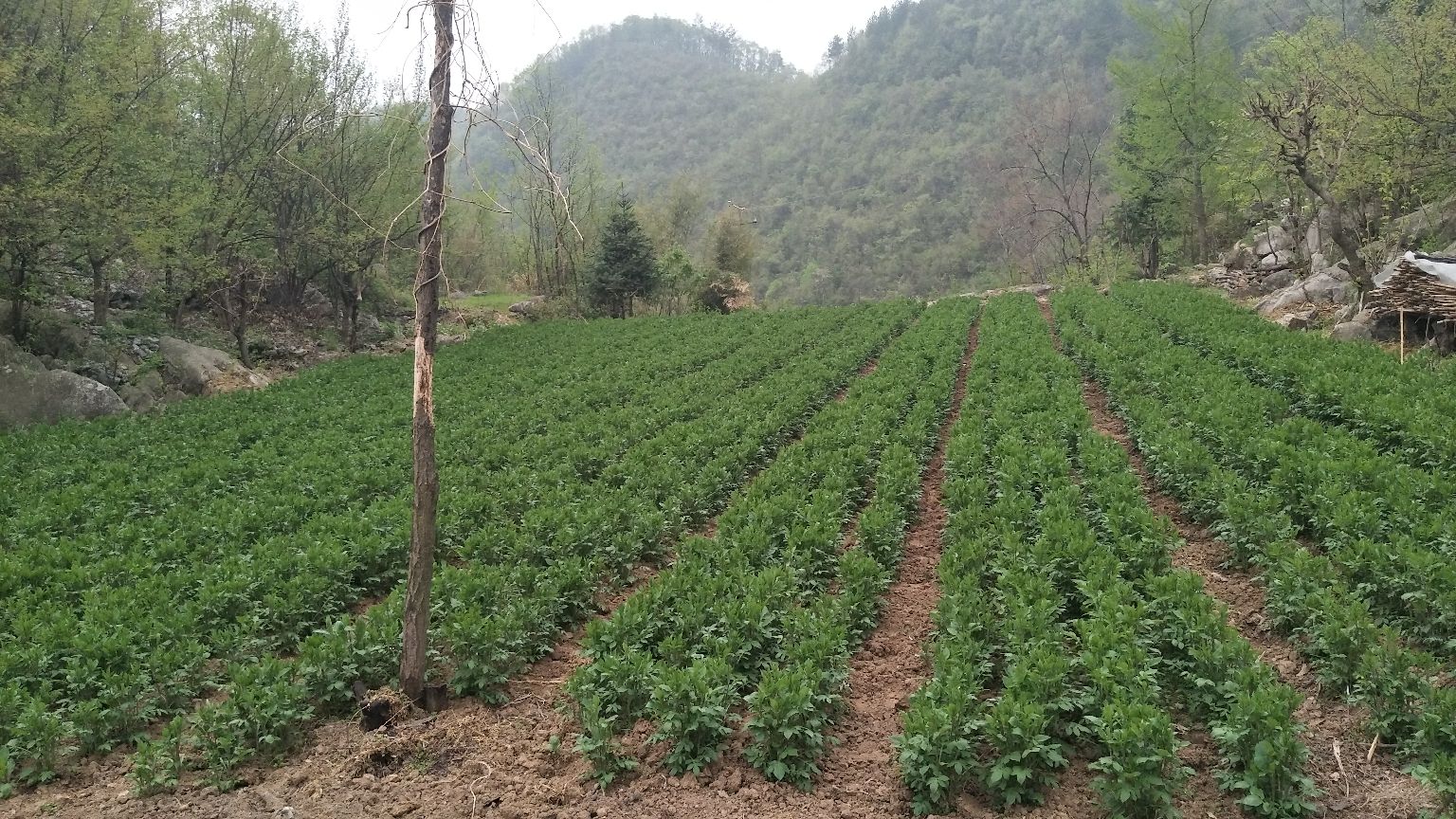 白术子种植基地实景图