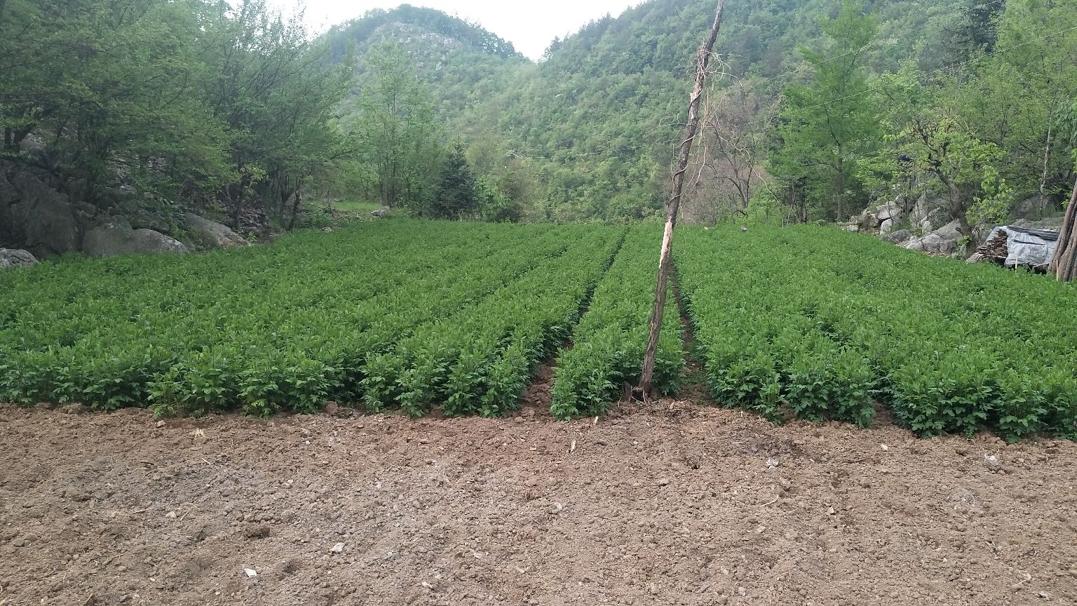 党参白术片种植基地