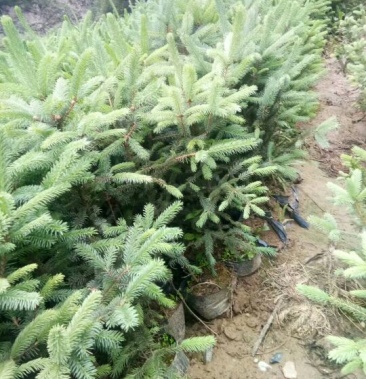 [云杉批发]云杉杯苗价格3.80元/棵 - 一亩田