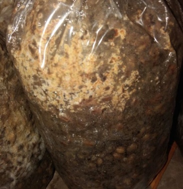 [羊肚菌菌种批发]羊肚菌种子价格200.00元/支 - 一亩田