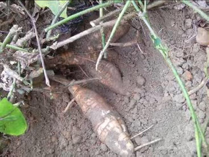 展示挑选新鲜火山粉葛的过程与去皮、切块等处理步骤 挑选与处理火山粉葛