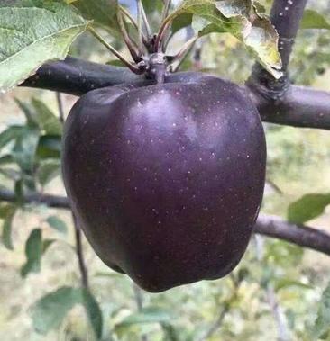黑钻苹果树叶子图片图片