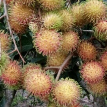 红毛丹