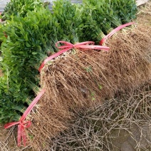 枳壳苗，大量供应，量大从优