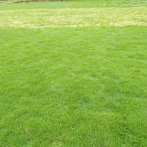 郴州市苏仙区白露塘大量兰引三号草皮出售