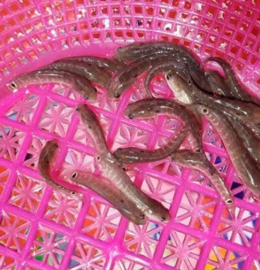 斑鳢鱼苗月鳢七星鱼