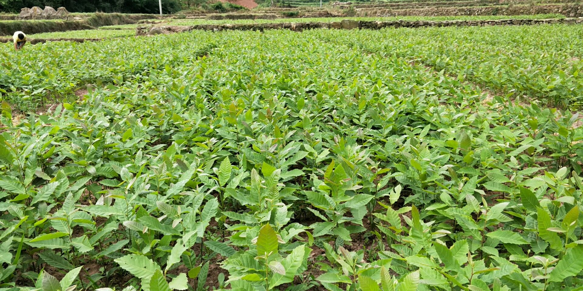 湖南桂阳冰栗种植基地航拍图