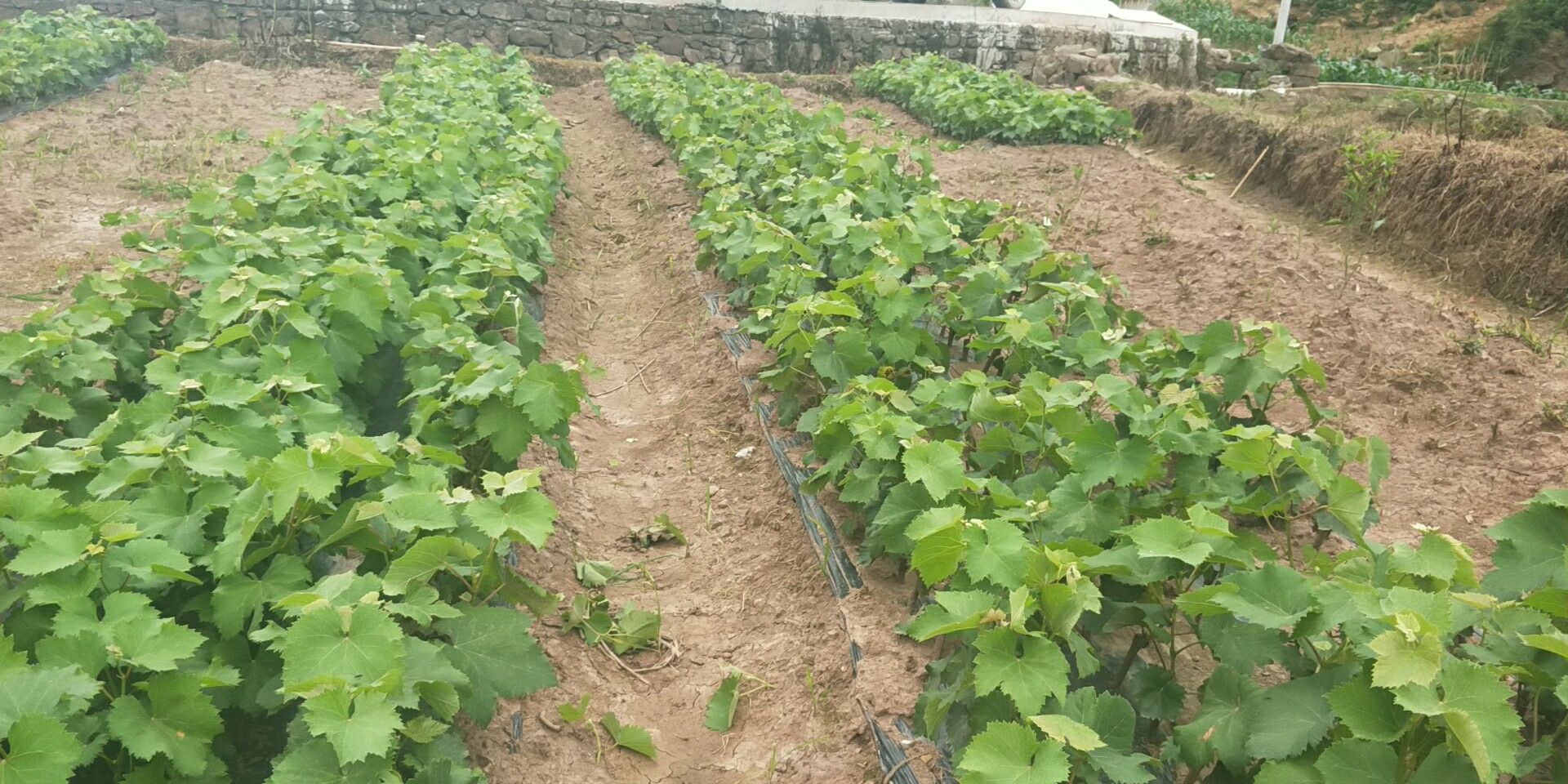 图示:湖南衡阳丘陵坡地板栗育苗田——双行高垄结构,垄面平整覆薄稻草,垄沟深宽分明,排水通畅;工人正用竹尺定位点播,每穴1粒已露白胚根的层积栗实 南方板栗高垄播种实景图