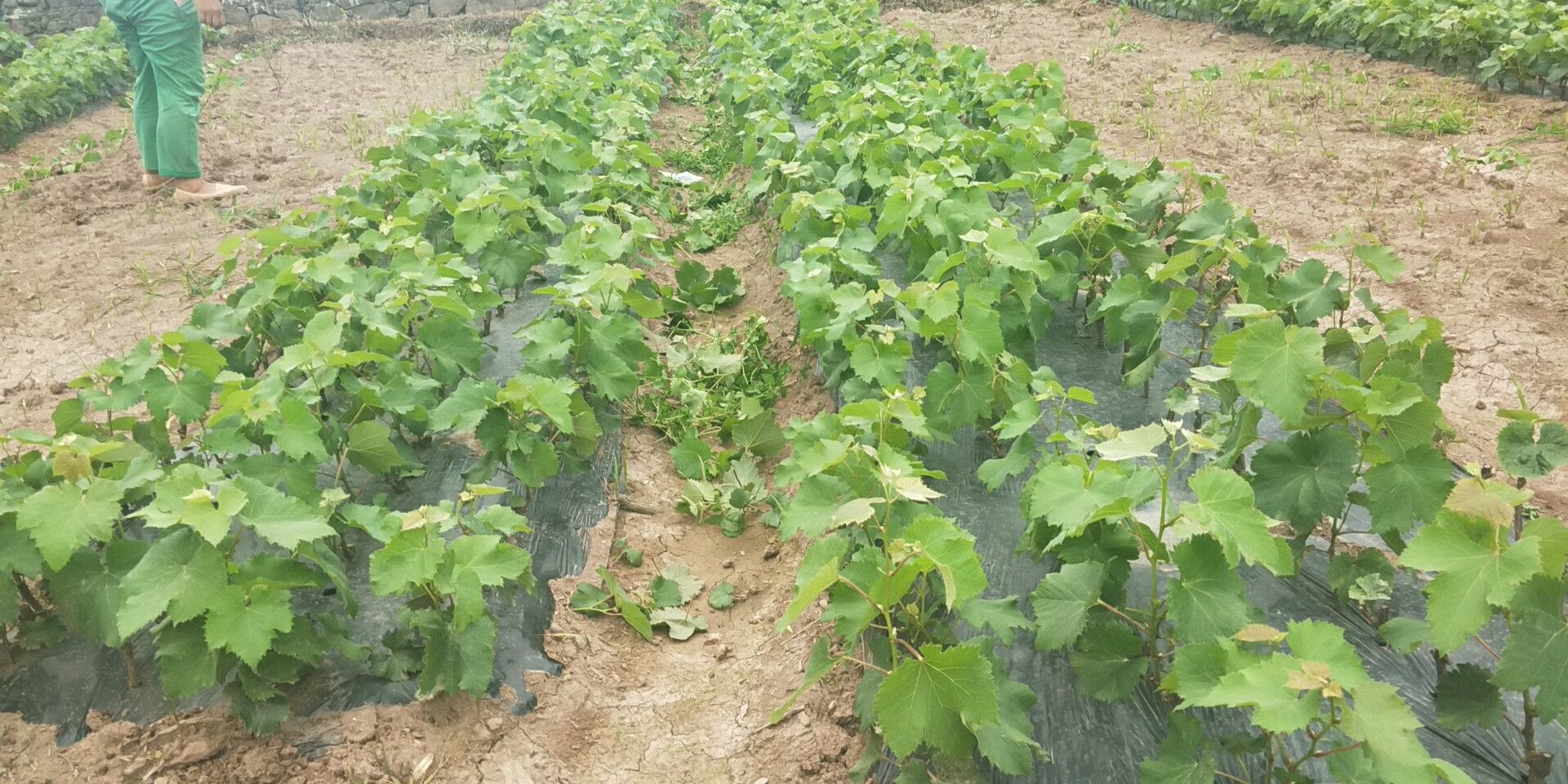 展示双行栽垄的宽度、高度、行距和株距 双行栽垄形结构示意图