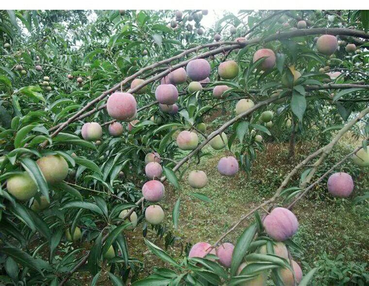 脆红李子与半边红李子果实对比图