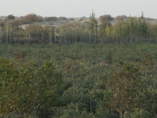 敦煌绿洲中的枣园全景