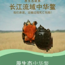 外塘中华鳖养殖小甲鱼苗水鱼苗团鱼苗王八苗龙鱼活体饲料包活