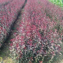 紫叶矮樱
