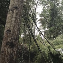 绿竹5~6m