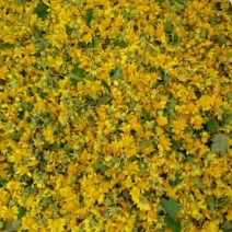 收购野菊花